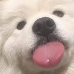 내 다이어트 계획
