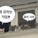 아니