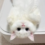 뭘봐?!