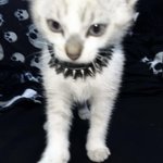 [늙은<b>호박</b>] 좋게 좋게빡치네