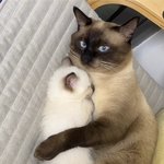 <b>안고</b>