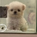 한국인이 너무 <b>멍청</b>해서 충격 받았다는 독일인 근황