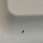 급해요 이거 무슴 <b>벌레</b>인가요? 권연인가요ㅠㅠ