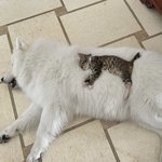 [하고싶은말] 밥먹자마자 <b>낮잠</b> 타임이다~!