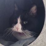 [고양이] 으르신... 마지막 이야기...