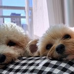 [강아지] 사랑스런 <b>남매둥이</b> :)