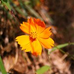 [이것좀봐줘] 태조산 <b>꽃사진</b> 보고 가세용 >3<) /