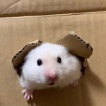스트레스 받아서 배달시켜써