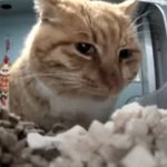 [댓글부탁해] 윤곽수술추반좀