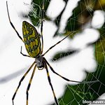 [사진] spider