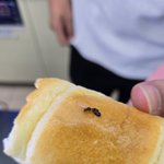 빵에서개미가나왓어요ㅜㅜ