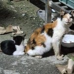 천안 서북구에 사는 싸이코패스