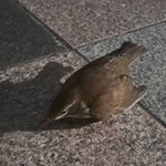 애들아 검은<b>목지빠귀</b> 줍줍