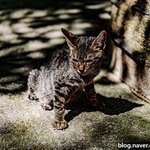 [사진] <b>새끼</b> 고양이