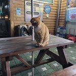 편의점  고양이