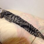 고양이들은 보면 볼수록 신기한 <b>동물</b> 같음