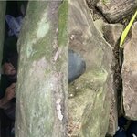 휴대전화 찾으려다 '바위 틈'에 낀 여성… 7시간 만에 구출