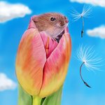 [어케생각해] <b>취미</b>로 그린 멧밭쥐 그림