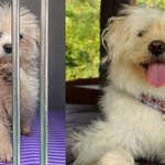 “연남동 장원영?” 유기견 ‘밥풀이’의 놀라운 성장기 [개<b>st</b>하우스]