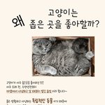 고양이는 왜 좁은 곳을 좋아할까?