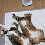 고양이를 알려고 <b>하지</b> 말아라