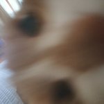 [고양이] 사진 좀 찍을라니까 그걸 못참네