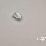 [<b>TXT</b>] 진짜 고양이인가