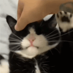 고양이 (사랑에 빠진 내 마음으로 오렴...)