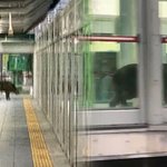 지하철역사내 100kg 멧돼지 <b>난동</b> 1명 부상. 멧돼지 사살