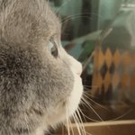 <b>마크</b> 옆모습 진짜 고양이 같으셔