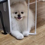 <b>로이</b> 친구 공주생기다