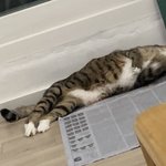 고양이를 알려고 <b>하지</b> 말아라 2탄