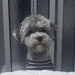 우리집 <b>가나디</b> 너무 귀여워..
