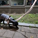 어제 <b>산책</b>다녀왔는데