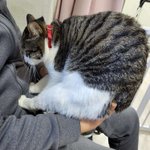 [고양이] <b>아빠</b>에게 안기기 싫은 고양이