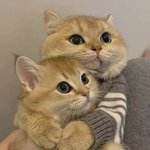 <b>화해</b> 안해