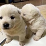 N<b>수생</b>들아 선물 뭐받고싶음??