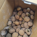 이거 싹났는데 먹어도 되요?