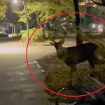 수원에 사슴 추정 괴생명체 출연.<b>시민</b>들 공격 2명 중상