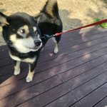 블랙탄 시바견 입양 하실 분!!  2~3세 <b>암컷</b> 인천 입니다!!