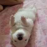 울학교 <b>학예제</b> 개노잼임