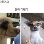<b>치와와</b> 볼때마다 드는 생각인데