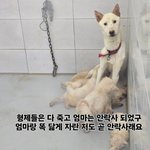 유기<b>견</b>에 대해서 몰라서여쭤봅니다,