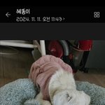 유기견 강아지 이름 선택해주세요