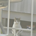 우리 <b>집</b>에 <b>밥</b>먹으러 오는 고양이
