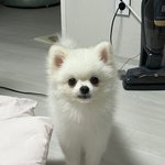 [강아지미용] 김해 <b>애견미용실</b> 23만원 결제