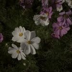 <b>재쓰비</b> 노래 넘 좋지 않음???