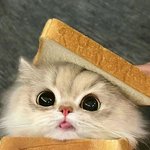 까꿍