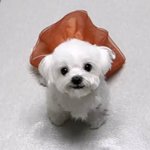 한국 <b>인종</b>차별 이미지 엄청 쎄구나....