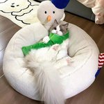 야